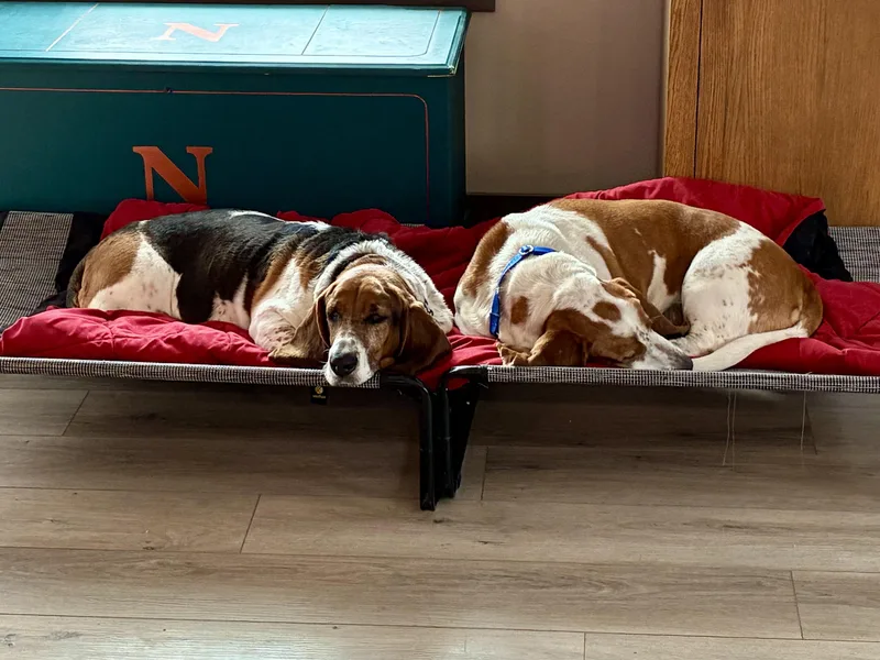 Winston & Roxy thumbnail 4