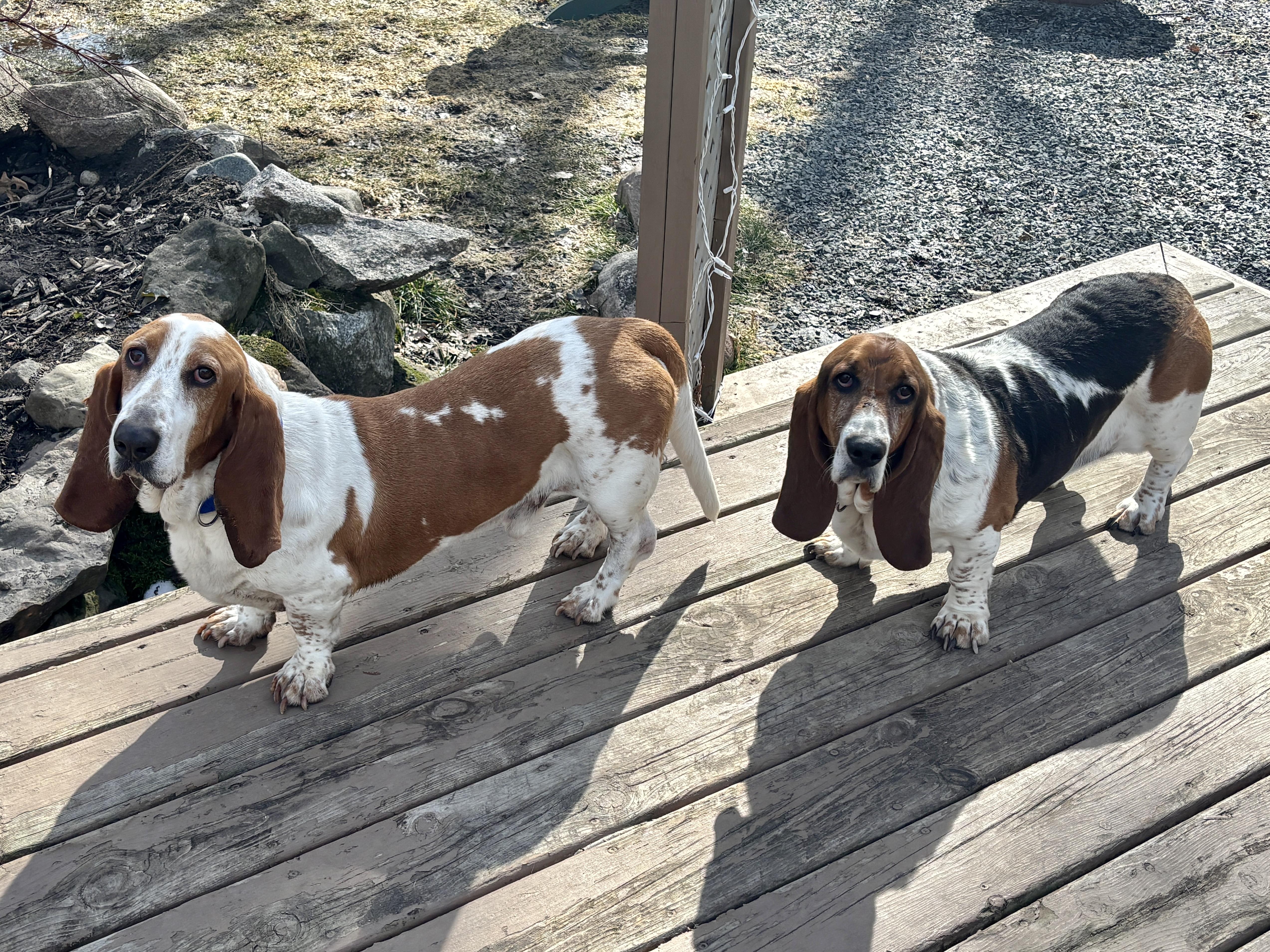 Winston & Roxy thumbnail 5