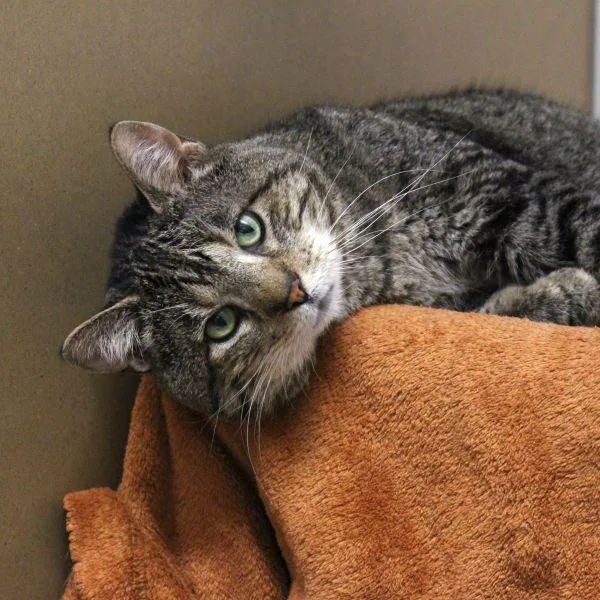 A senior medium-sized male Domestic Short Hair cat named Badger for adoption in Des Moines, IA