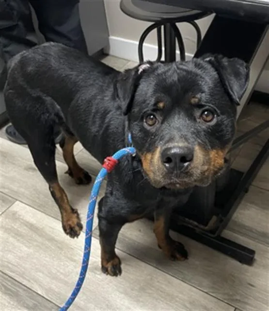 An adult large-sized male Rottweiler dog named Taxi for adoption in Redlands, CA