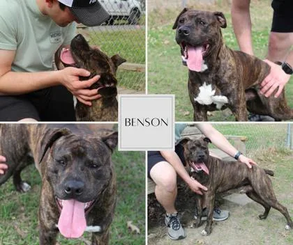 A young large-sized male Mastiff dog named Benson for adoption in Port Allen, LA