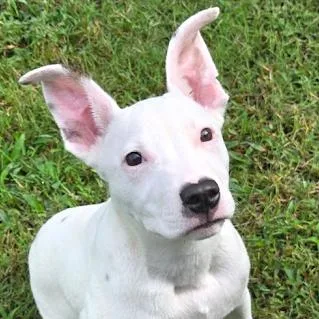 A young medium-sized male Mixed Breed dog named tator Months for adoption in Sterling, MA