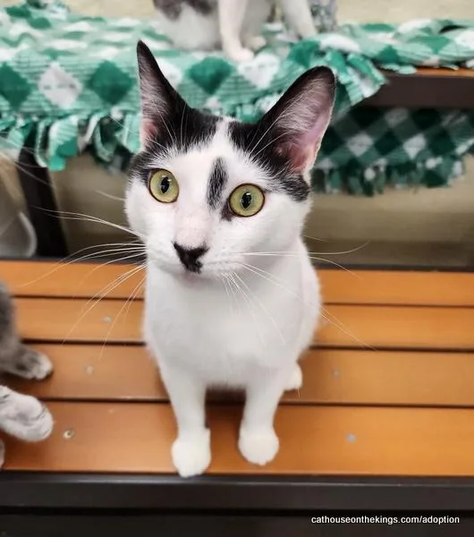 A young medium-sized male White Domestic Short Hair cat named Benny for adoption in Parlier, CA