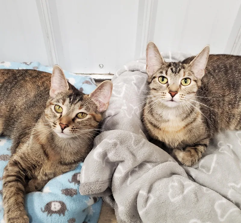 A young medium-sized female Tortoiseshell Domestic Short Hair cat named Callie and Cinnamon for adoption in Marseilles, IL