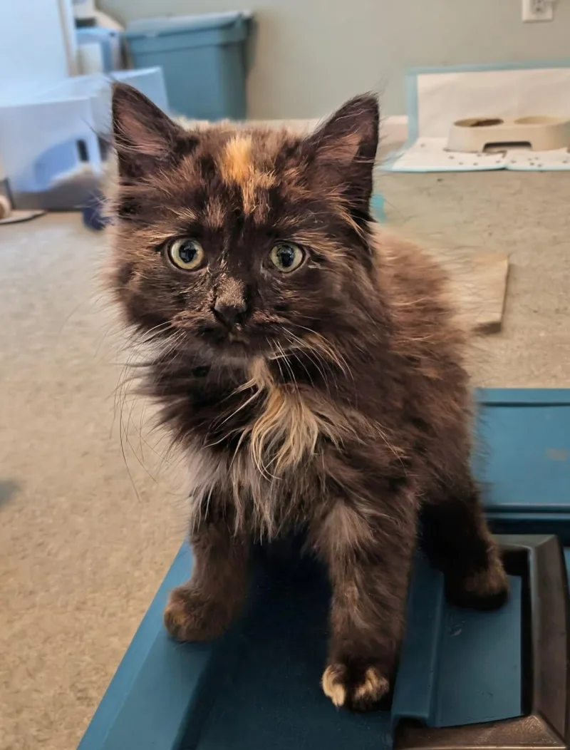 A baby medium-sized female Tortoiseshell Maine Coon cat named Risa for adoption in Ypsilanti, MI