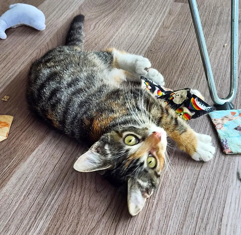 A baby medium-sized female Torbie cat named Sherbet for adoption in New Albany, OH
