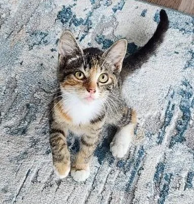 Sherbet thumbnail 4