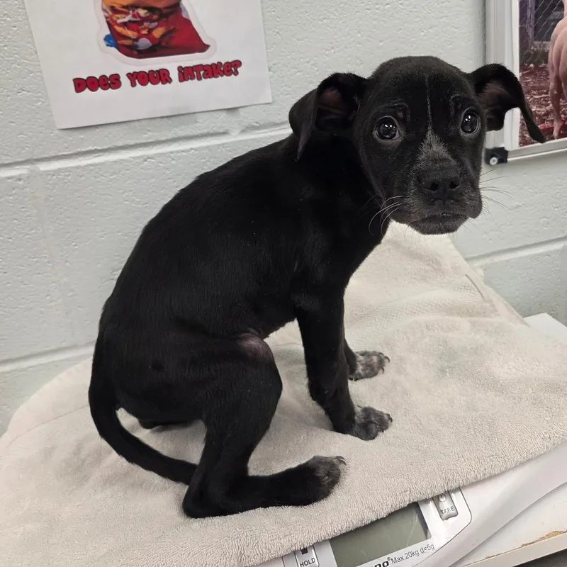 A baby small-sized male Black Mixed Breed dog named Hyde for adoption in Chattanooga, TN