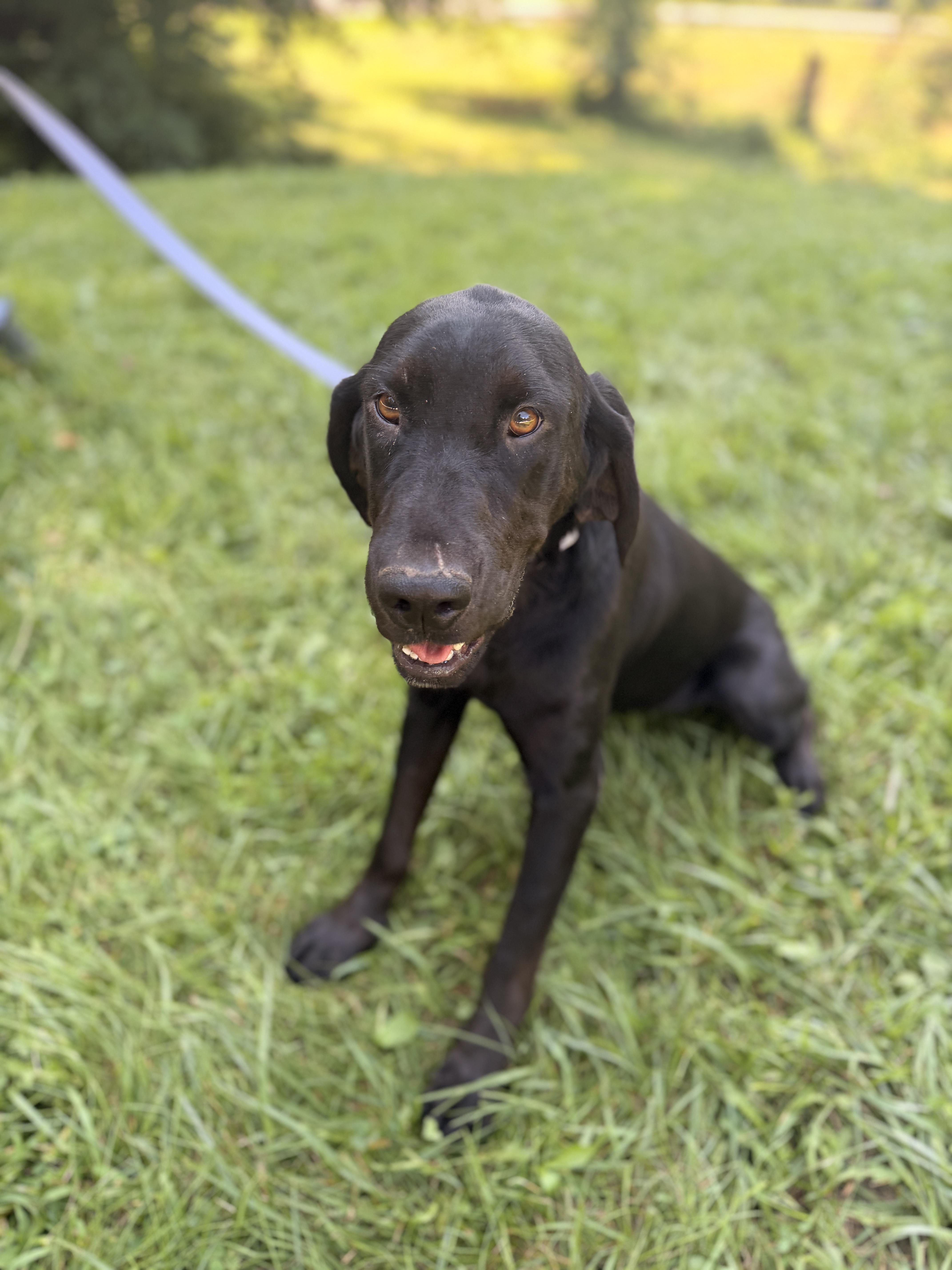 An adult medium-sized female Bloodhound dog named Shania for adoption in Gradyville, KY
