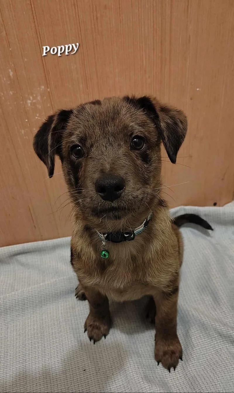 A baby large-sized female Shepherd dog named Poppy Adventure Awaits for adoption in Oakhurst, NJ