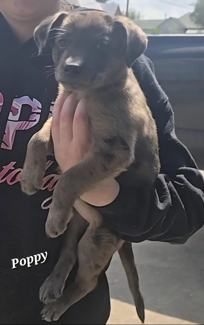 Poppy Adventure Awaits thumbnail 2