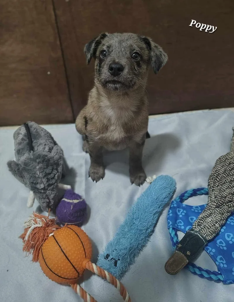 Poppy Adventure Awaits thumbnail 3