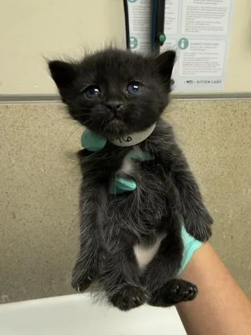 A baby small-sized female Domestic Short Hair cat named Firefly for adoption in Riverside, CA