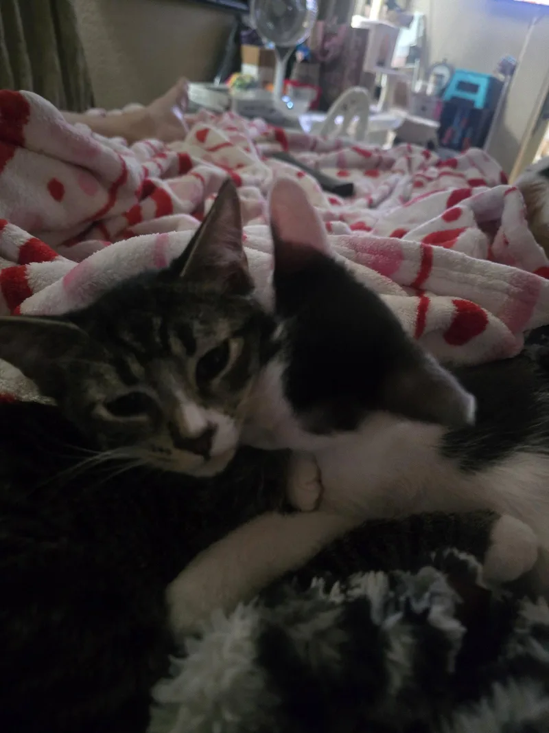 A baby medium-sized male Domestic Short Hair cat named Jack for adoption in Glendale, AZ