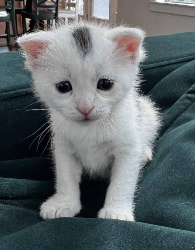 Cosmo
