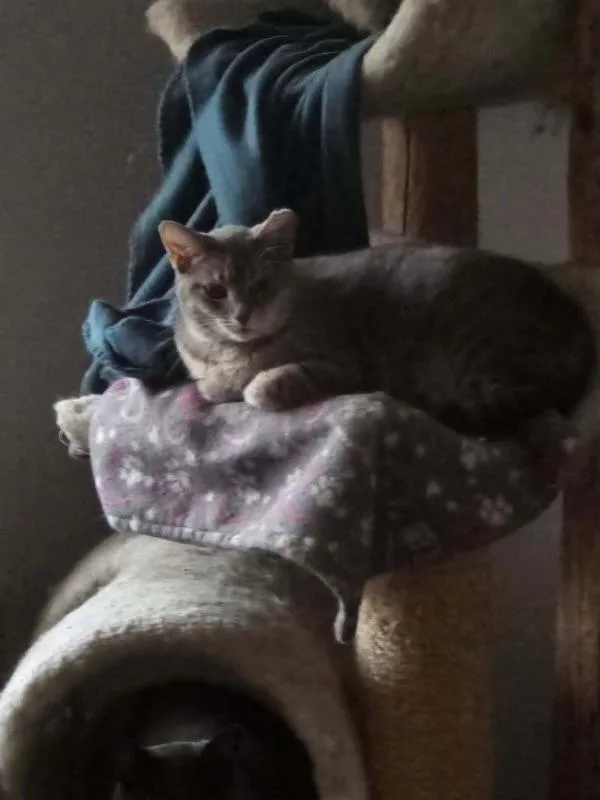 Chili Dog thumbnail 2