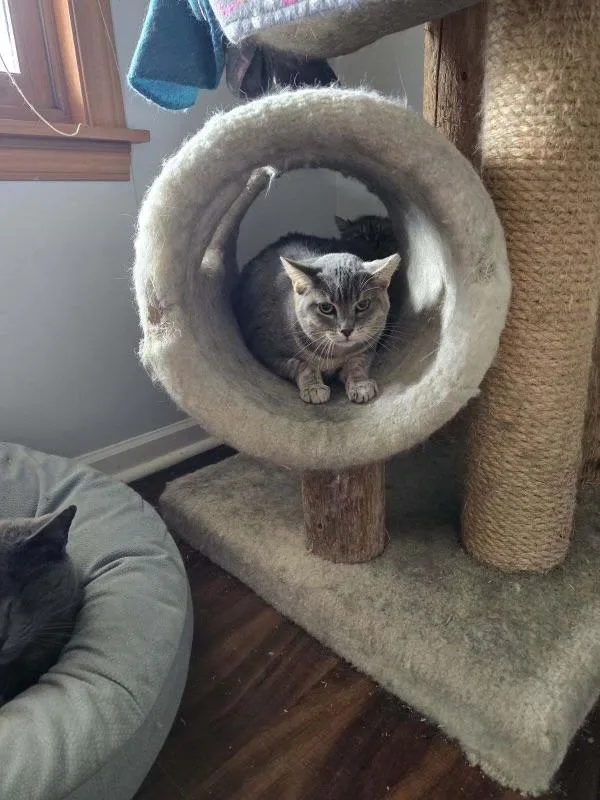 Chili Dog thumbnail 3