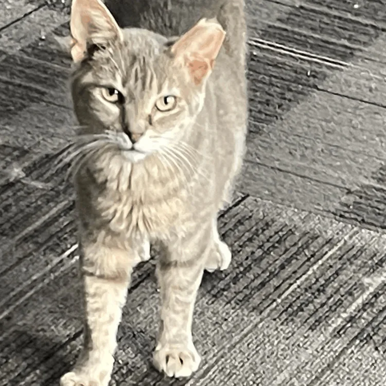 Chili Dog thumbnail 4