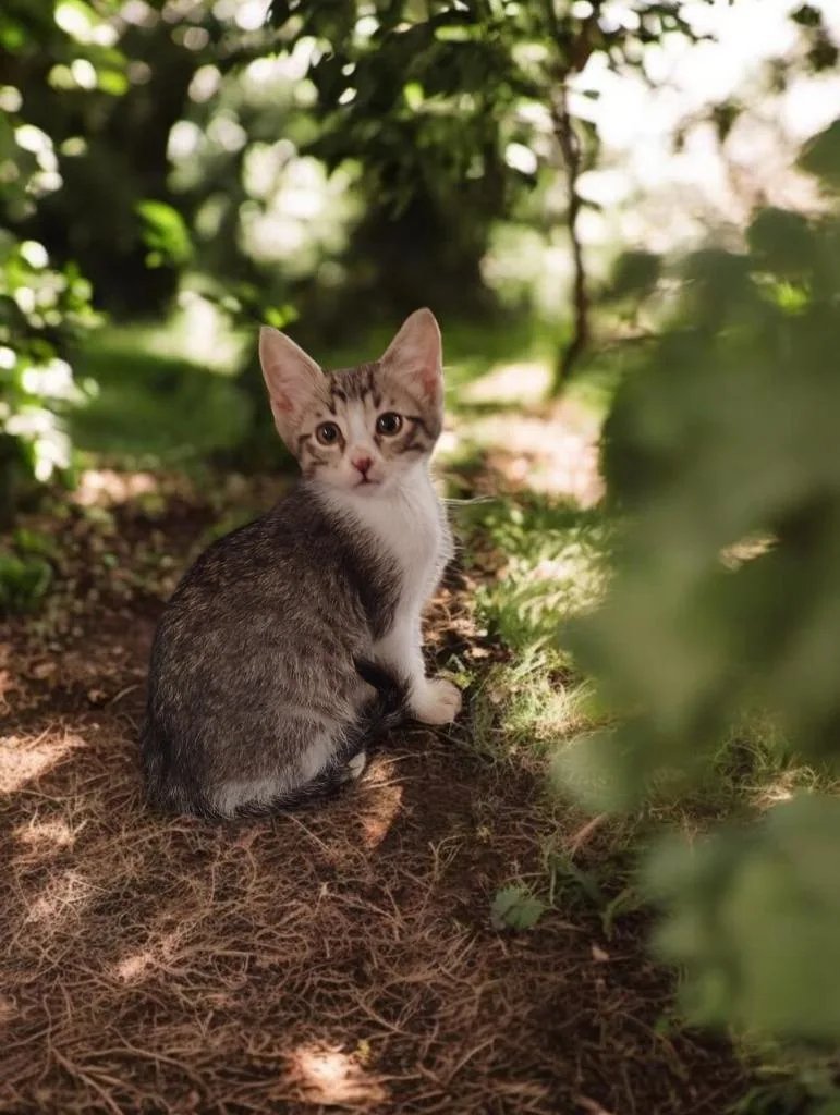 A baby medium-sized male Domestic Short Hair cat named Lenox for adoption in Richland Hills, TX