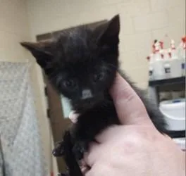A baby small-sized male Domestic Medium Hair cat named Raddish for adoption in Rome, GA