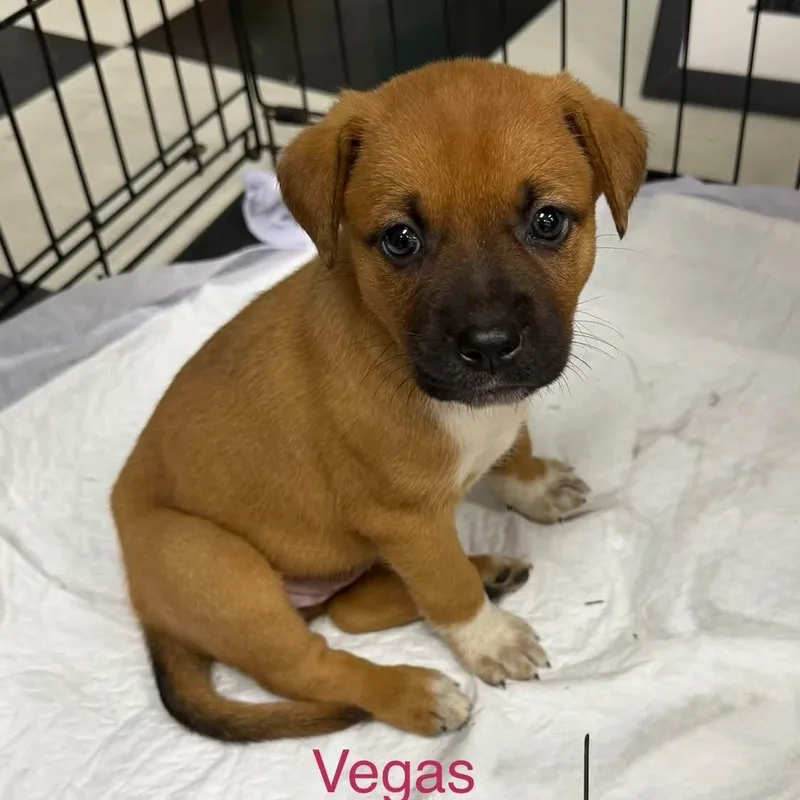 A baby large-sized male Golden Black Mouth Cur dog named Vegas for adoption in Semmes, AL