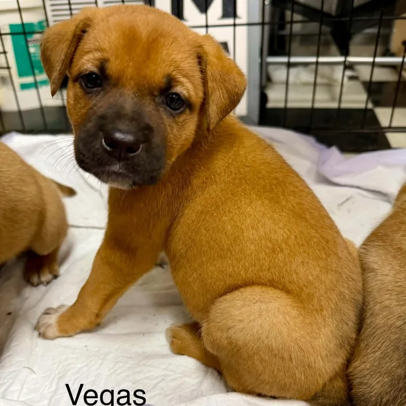 Vegas thumbnail 2