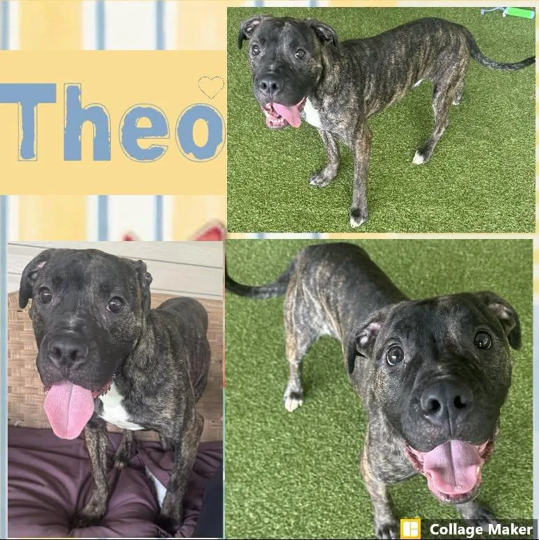 An adult medium-sized male Terrier dog named Theo for adoption in Clearfield, PA