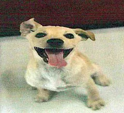 A baby small-sized female Labrador Retriever dog named Jessica Aguirre for adoption in San Martin, CA
