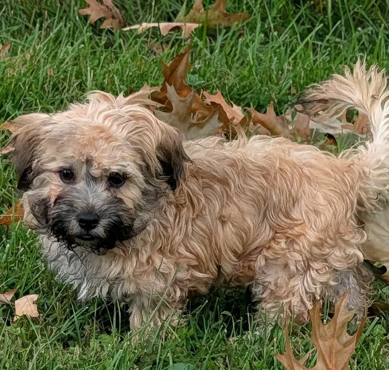 A baby small-sized male Yellow / Tan / Blond / Fawn Russian Toy Dog dog named Fila for adoption in Catlettsburg, KY