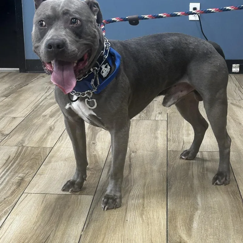An adult medium-sized male Gray / Blue / Silver Pit Bull Terrier dog named Poppa for adoption in Newark, NJ