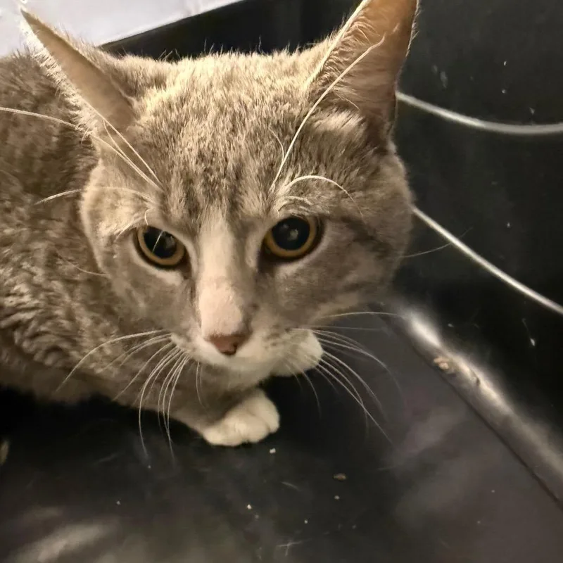 An adult small-sized male Gray / Blue / Silver Domestic Short Hair cat named Pesto for adoption in Pasadena , MD