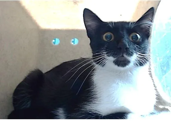 A young medium-sized female Domestic Short Hair cat named Marchioness for adoption in Downey, CA