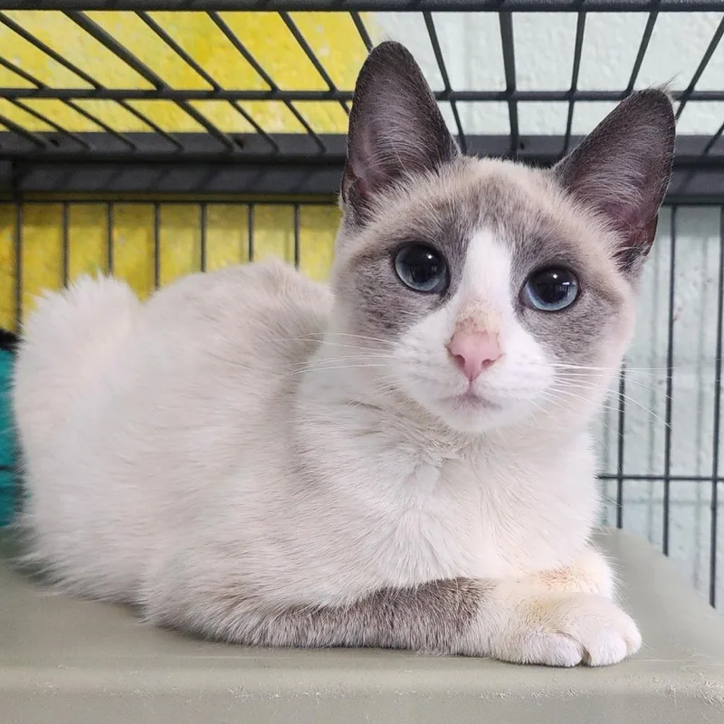 A young medium-sized female Lilac Point American Shorthair cat named Barcelona for adoption in Columbus, NC