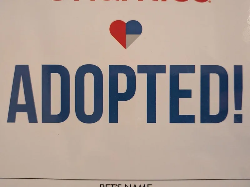 A baby small-sized female Siamese cat named Teri for adoption in Edmond, OK
