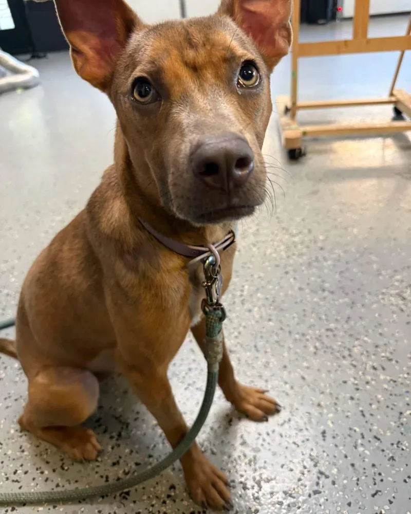 A young medium-sized female Mixed Breed dog named Scout for adoption in New Rochelle, NY