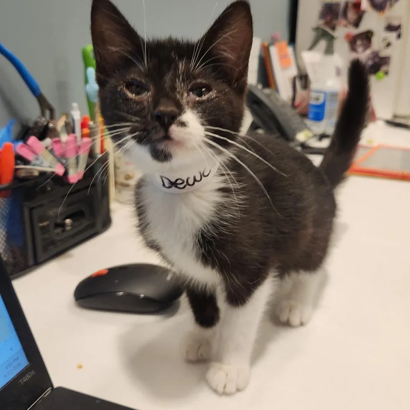 A baby small-sized male Black Domestic Short Hair cat named Dewclaw for adoption in Fort Wayne, IN