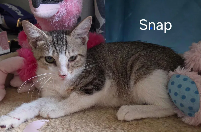 A baby medium-sized female Domestic Short Hair cat named Snap for adoption in Oviedo, FL