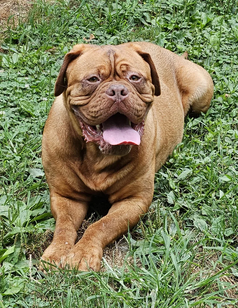 A young large-sized female Red / Chestnut / Orange Dogue de Bordeaux dog named Penelope for adoption in Martinsville, IN