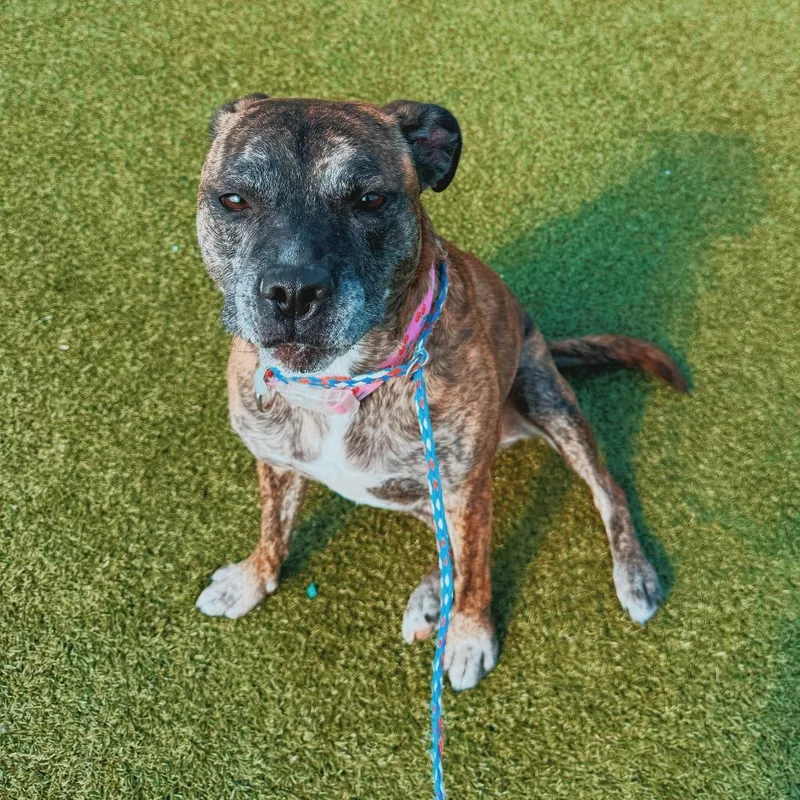 An adult medium-sized female Pit Bull Terrier dog named Sofie for adoption in Hays, KS