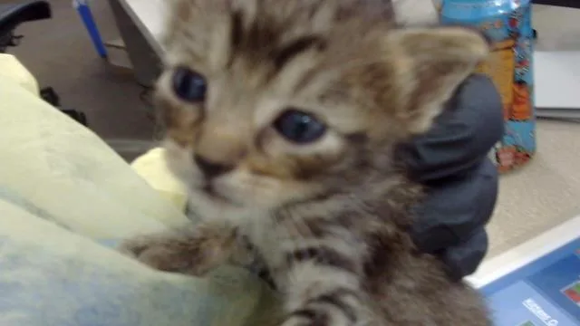 A baby medium-sized male Domestic Long Hair cat named September for adoption in Dallas, TX
