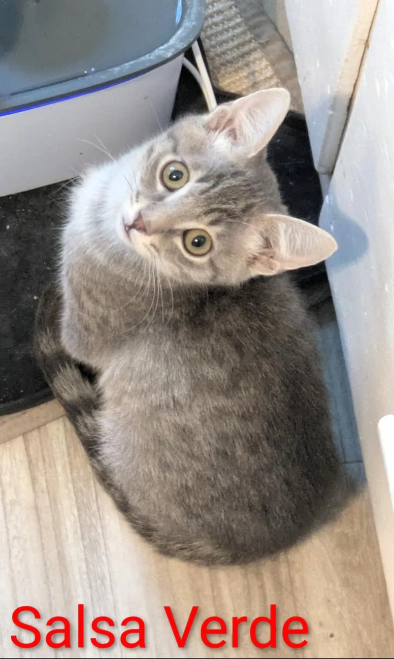A baby medium-sized male Domestic Short Hair cat named Salsa Verde Dorito for adoption in Logan, UT