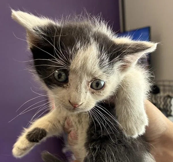 A baby medium-sized male Domestic Short Hair cat named Orcus for adoption in Salt Lake City, UT
