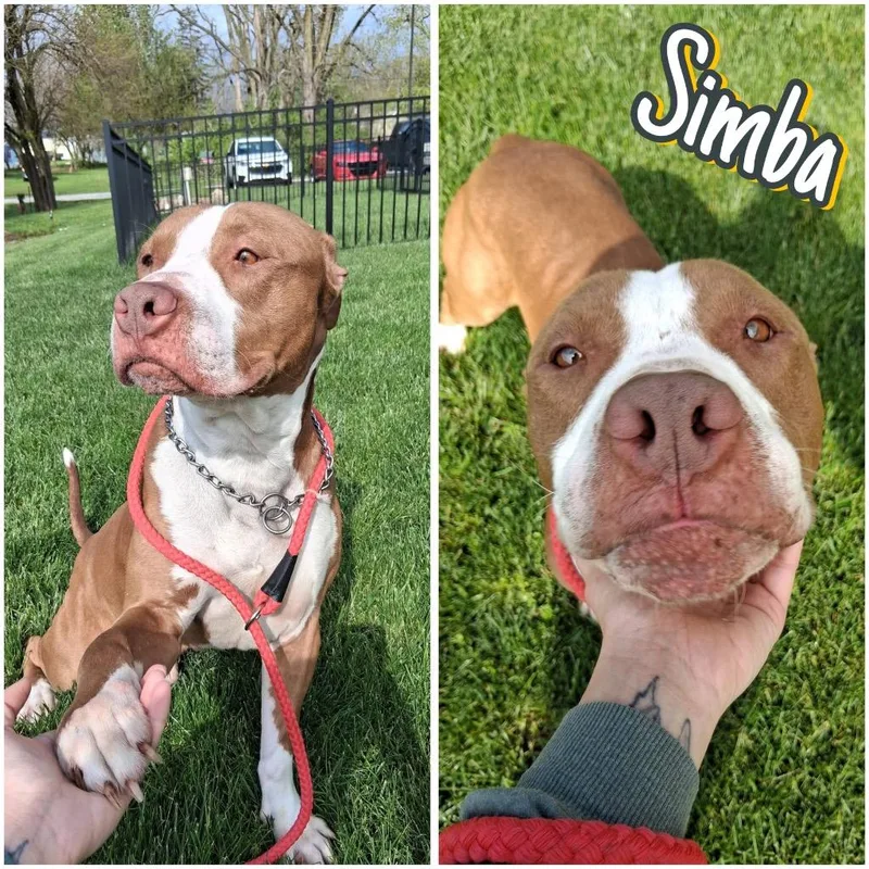 Simba thumbnail 2