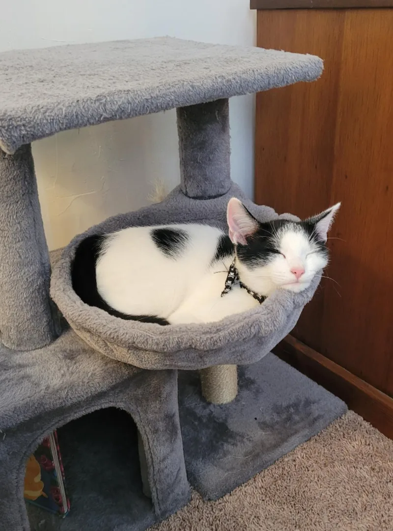 A baby small-sized male Domestic Short Hair cat named Oreo for adoption in Baltimore, MD