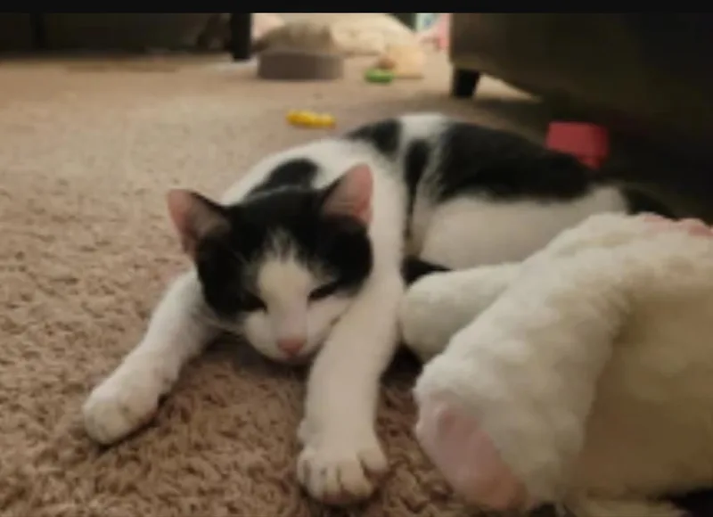 Oreo thumbnail 2