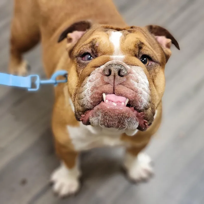 An adult medium-sized female Brown / Chocolate English Bulldog dog named Padme for adoption in Sarasota, FL