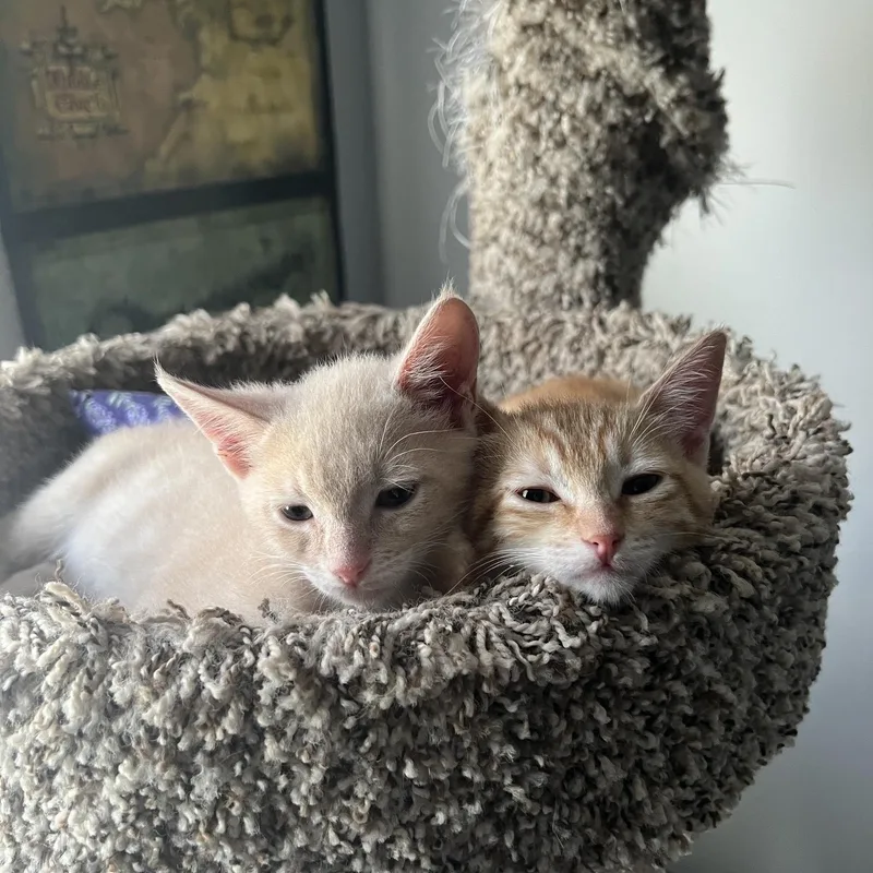 A baby medium-sized male Buff & White Domestic Short Hair cat named Bombur for adoption in Hillsboro, OR