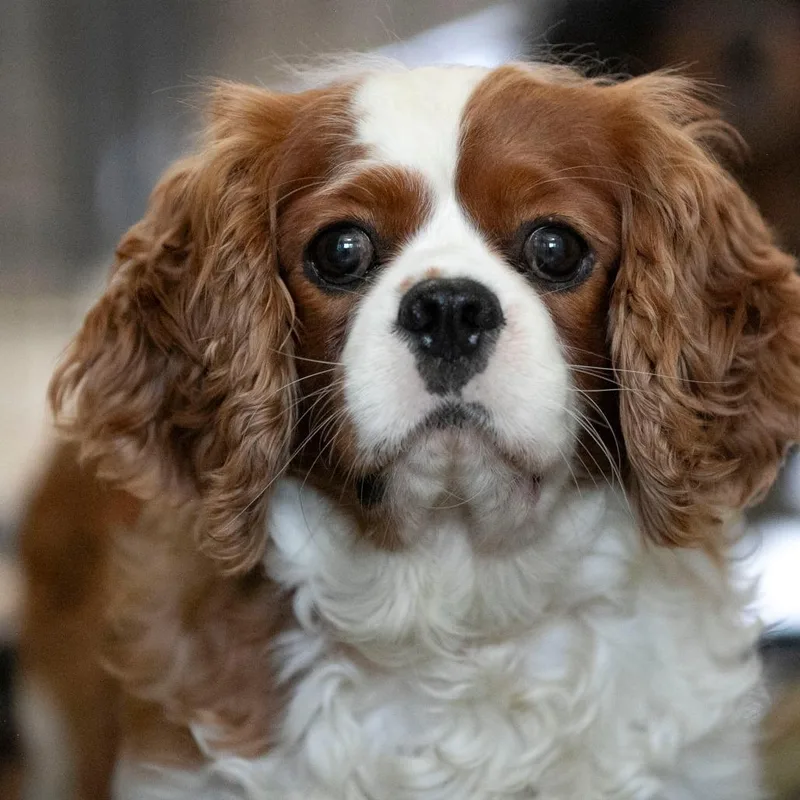 An adult medium-sized male Red / Chestnut / Orange Cavalier King Charles Spaniel dog named Tonkin JN for adoption in Peyton, CO