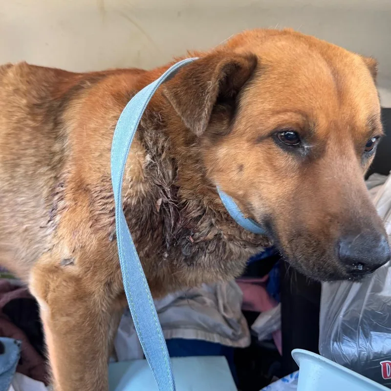 An adult medium-sized male Red / Chestnut / Orange German Shepherd Dog dog named Faithful for adoption in West Plains, MO