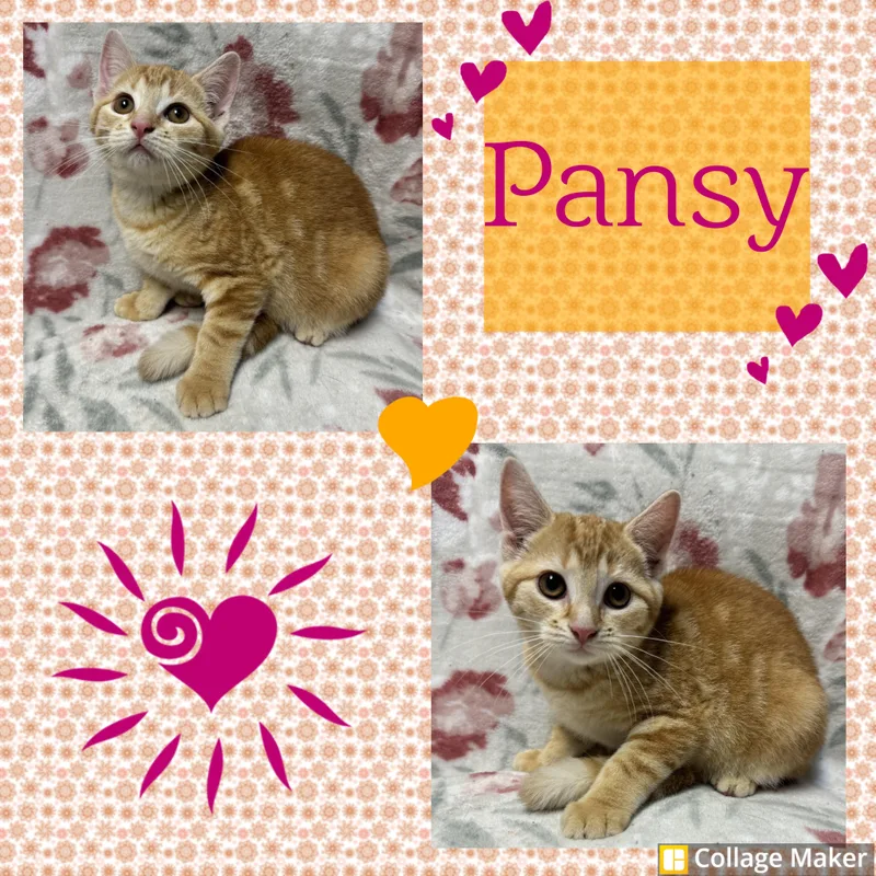 A young medium-sized female Domestic Short Hair cat named Pansy for adoption in Clearfield, PA